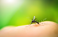 Gallery image 5 — mosquito control South Austin