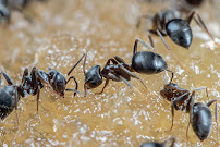 Gallery image 7 — mosquito control South Austin