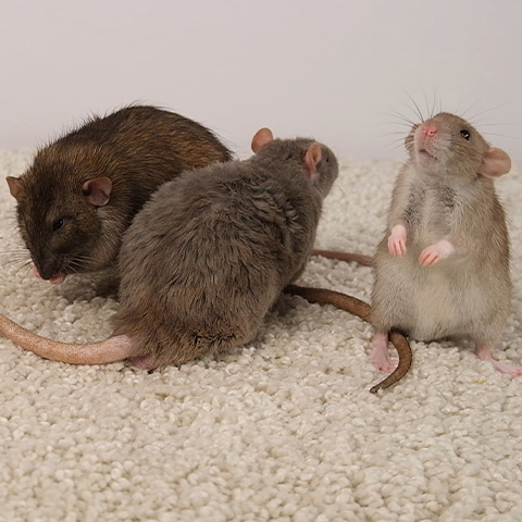 Gallery image 5 — rodent control Travis County