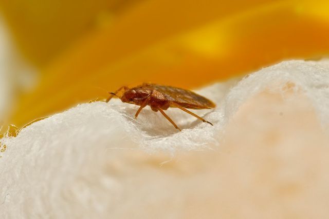 Gallery image 4 — bee removal specialists Nevada