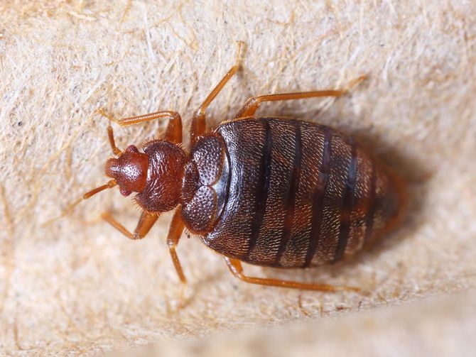 Gallery image 6 — bee removal specialists Nevada