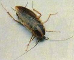 Gallery image 5 — bee removal specialists Nevada