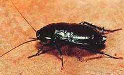 Gallery image 1 — bee removal specialists Nevada