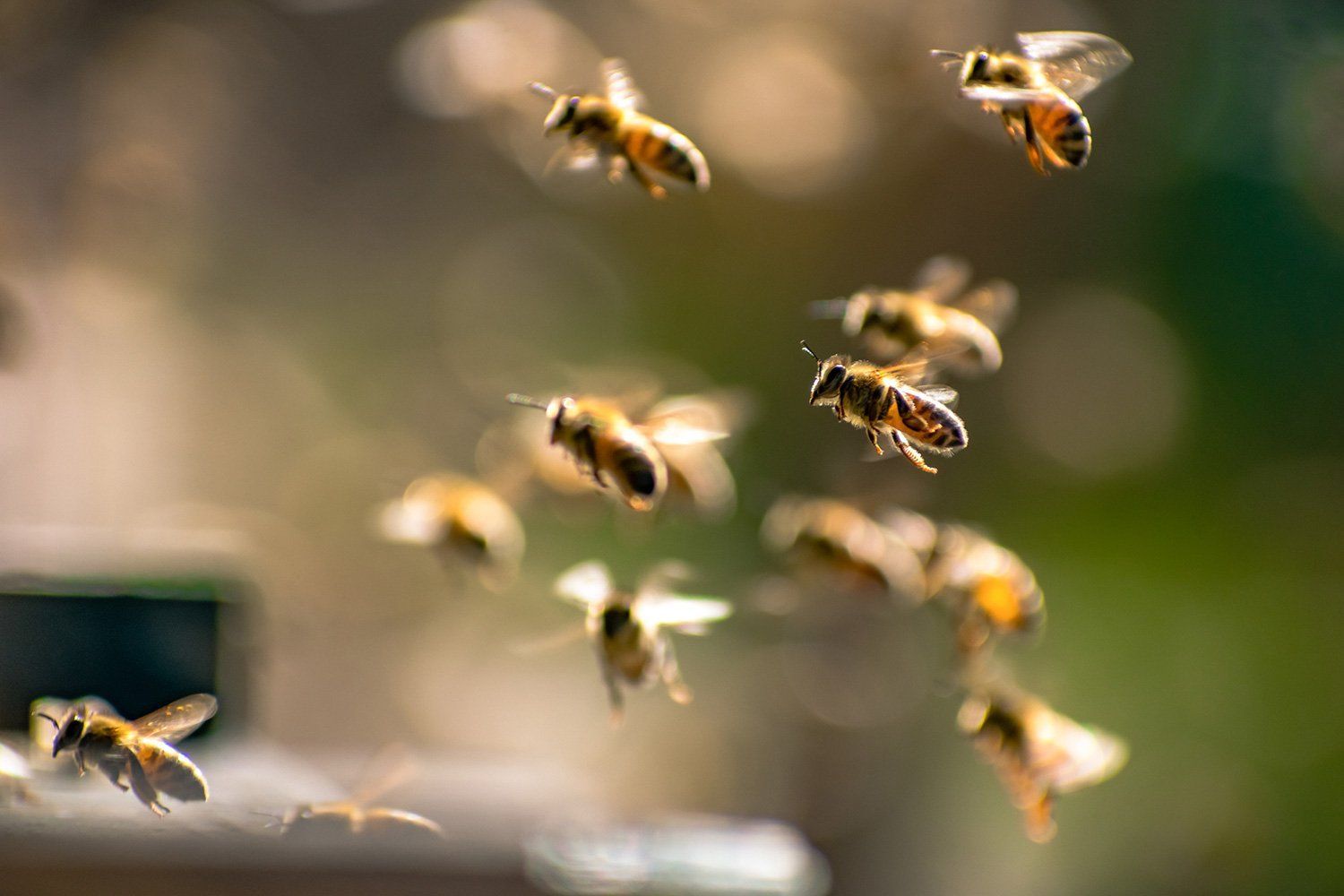 bee removal specialists Nevada