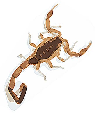 Gallery image 1 — pest free guarantee NLV