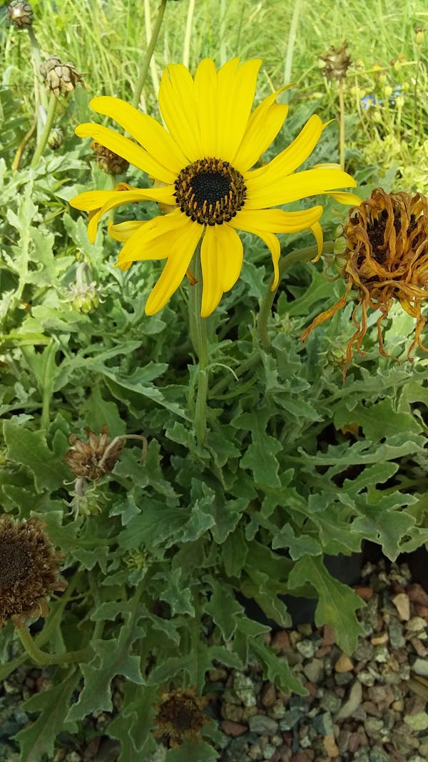 Gallery image 4 — pest free guarantee NLV