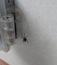 Gallery image 2 — pest control near me