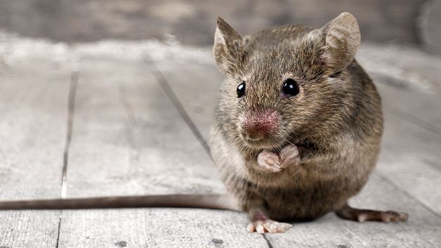 Gallery image 3 — rodent removal Burbank