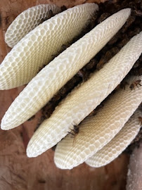 About termite control San Diego