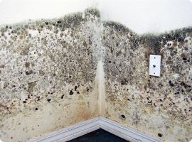 Gallery image 6 — affordable mold removal Tampa