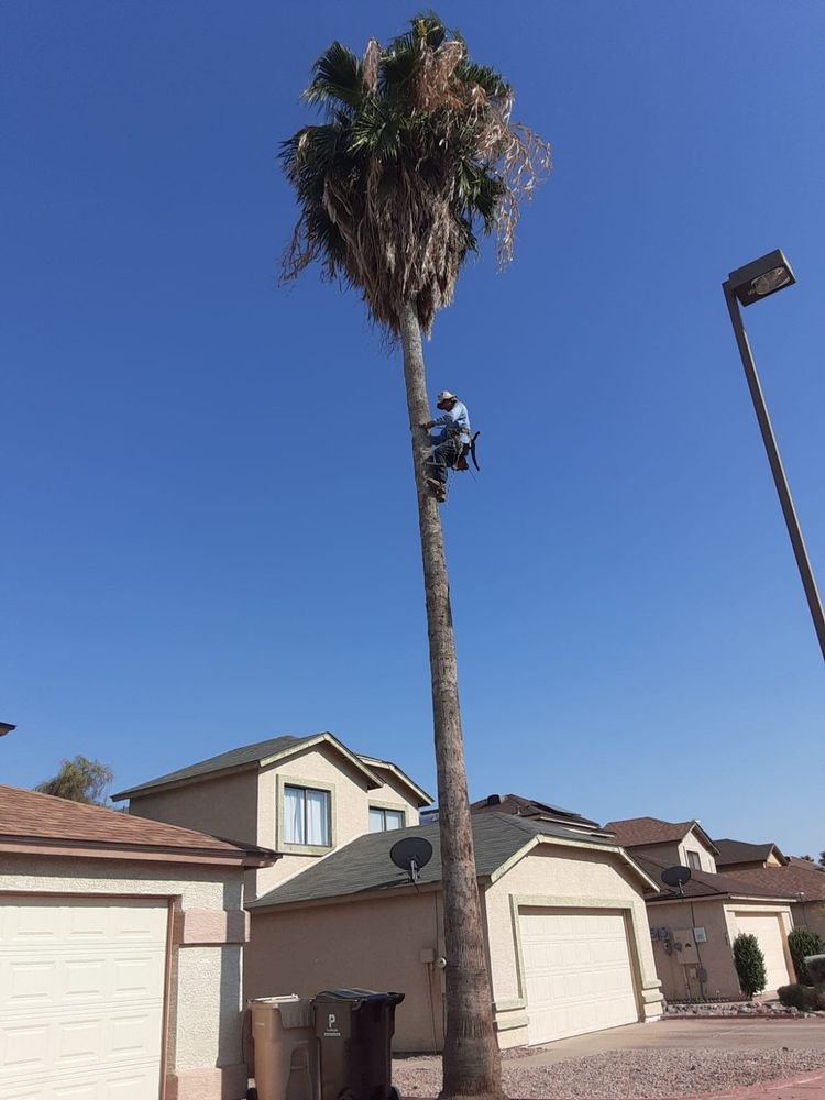 Gallery image 11 — emergency tree service Arcadia
