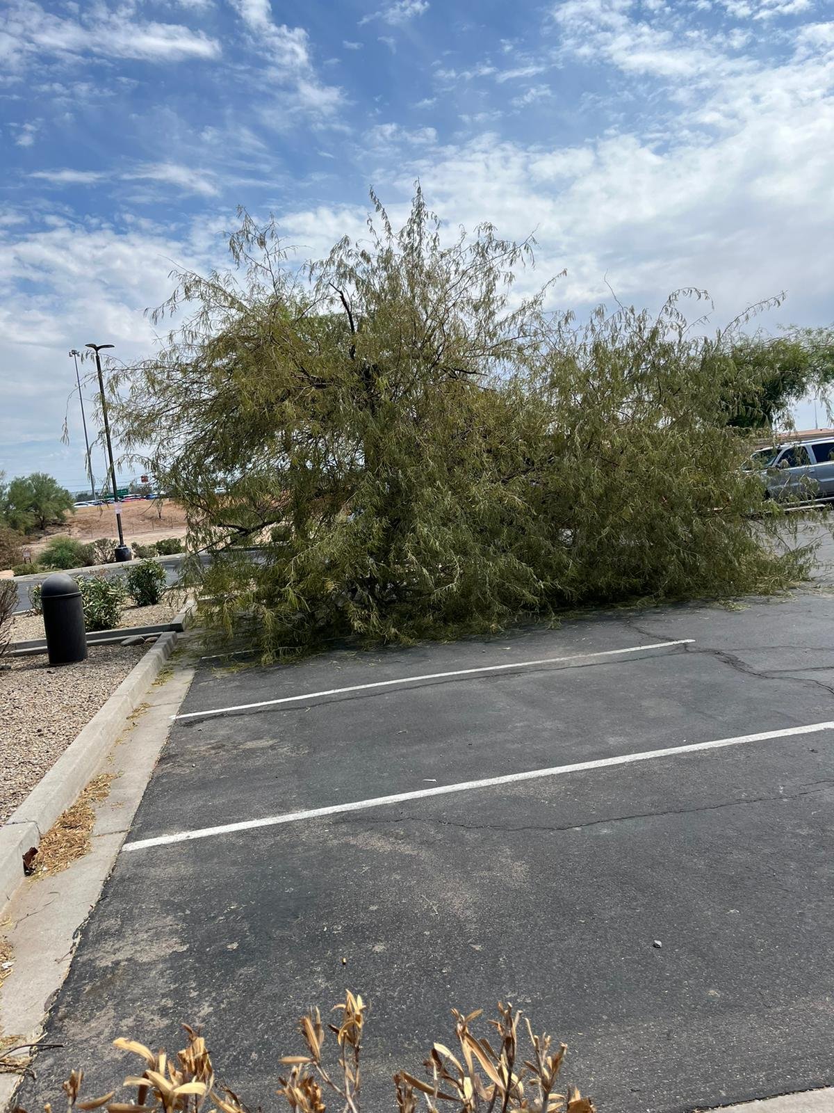 About emergency tree service Arcadia