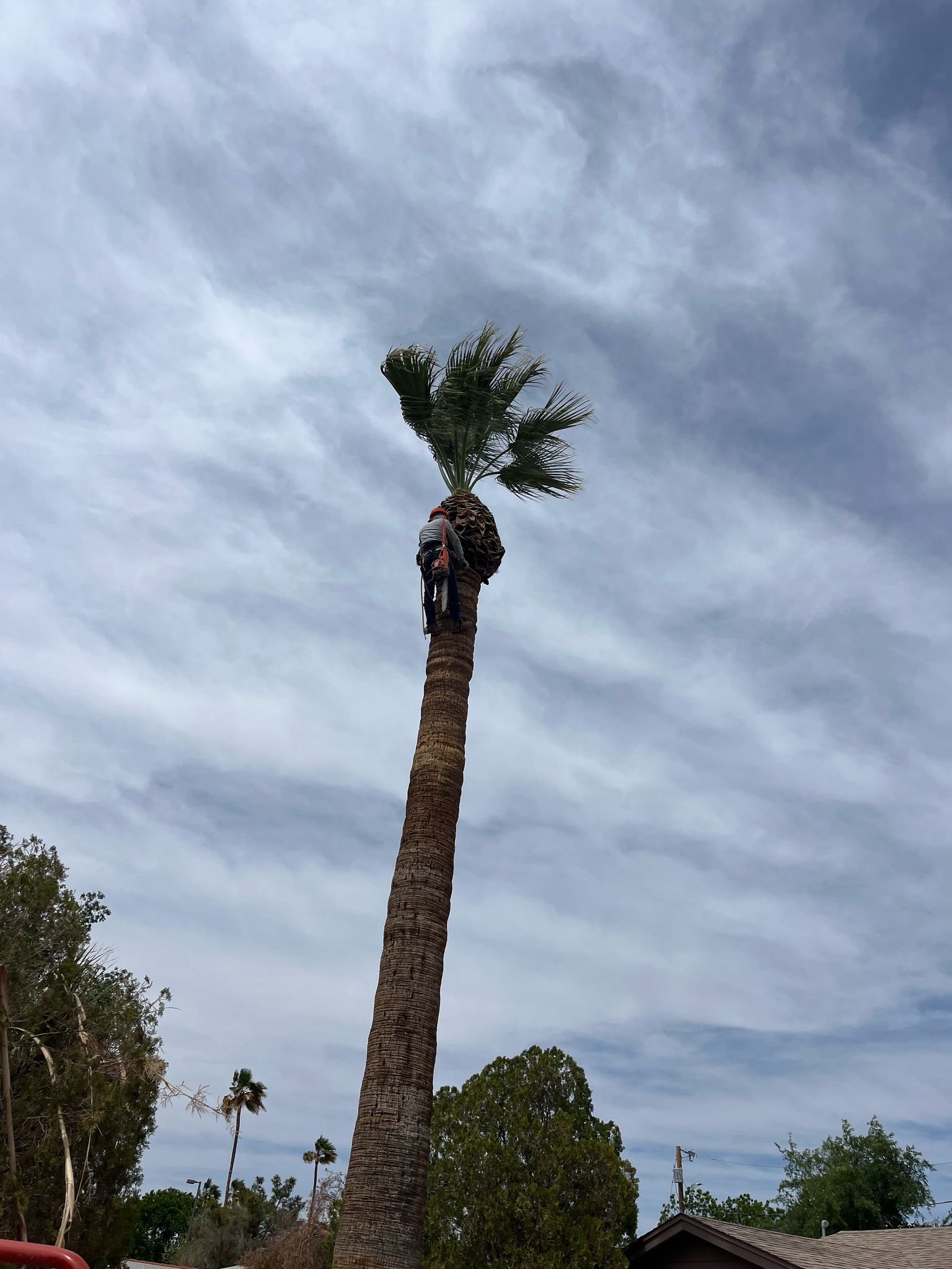 Gallery image 3 — emergency tree service Arcadia