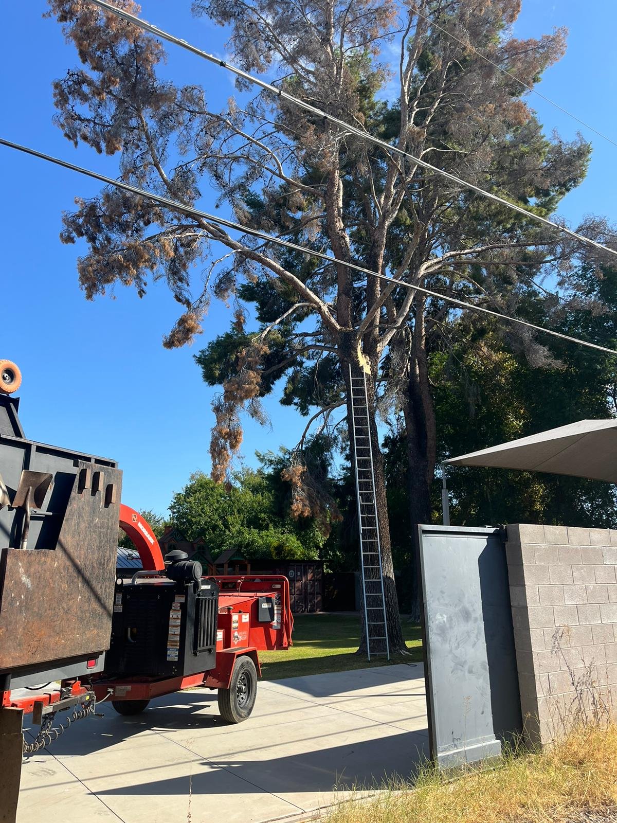 Gallery image 9 — emergency tree service Arcadia