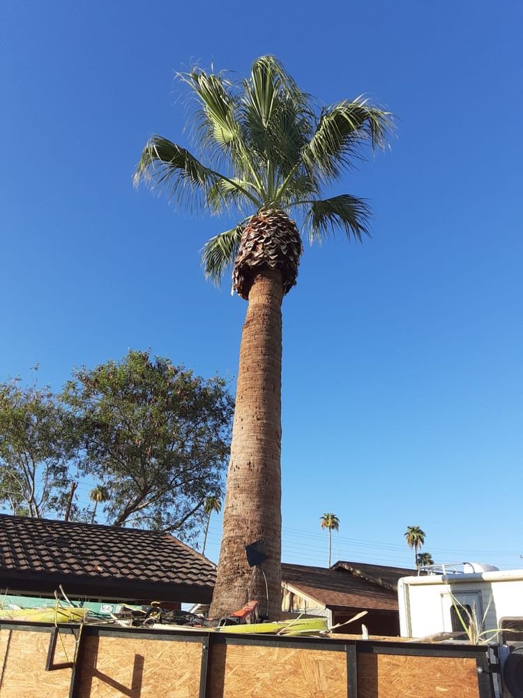 Gallery image 10 — emergency tree service Arcadia
