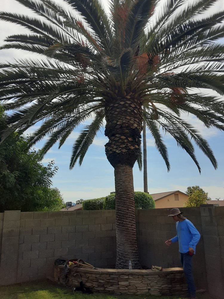 Gallery image 13 — emergency tree service Arcadia