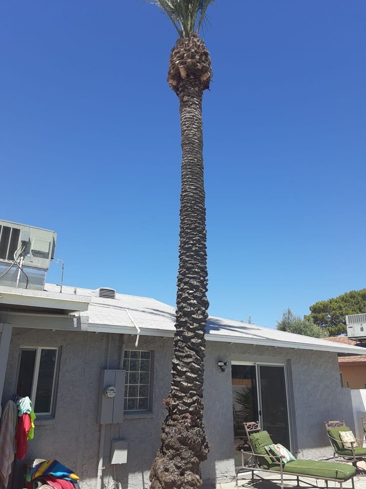 tree service Phoenix reviews