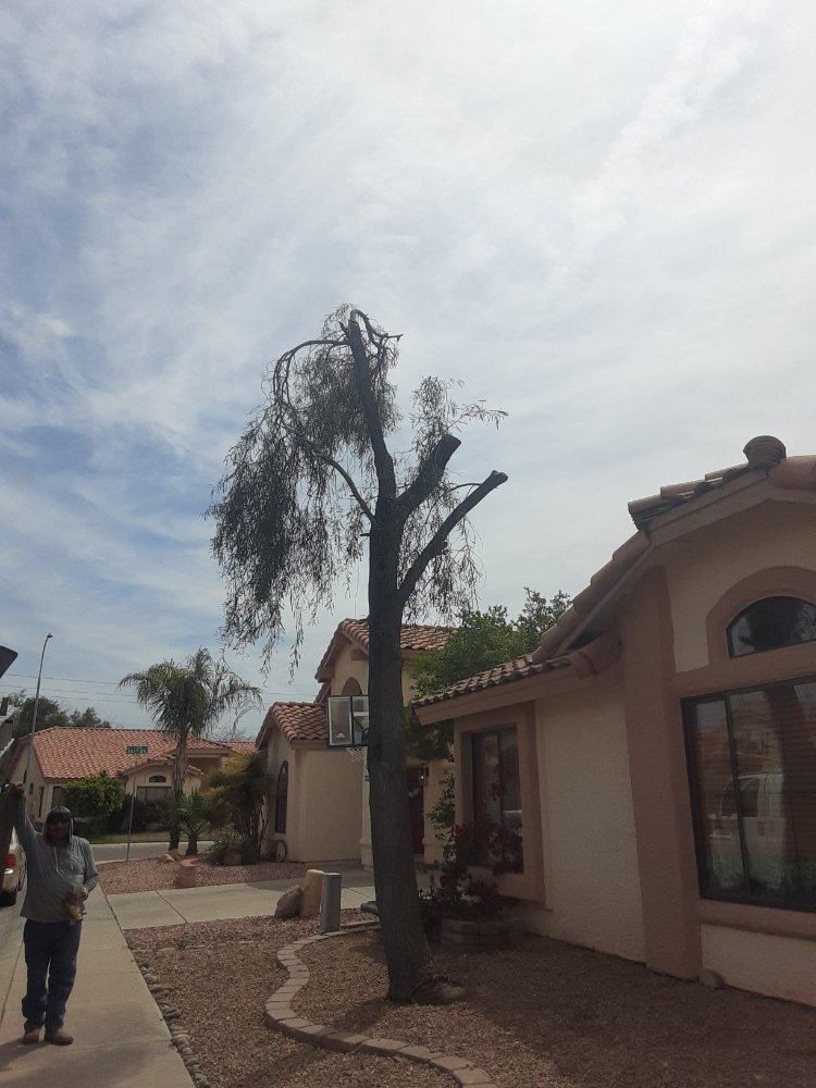 Gallery image 4 — emergency tree service Arcadia