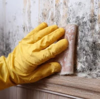 emergency mold removal near me