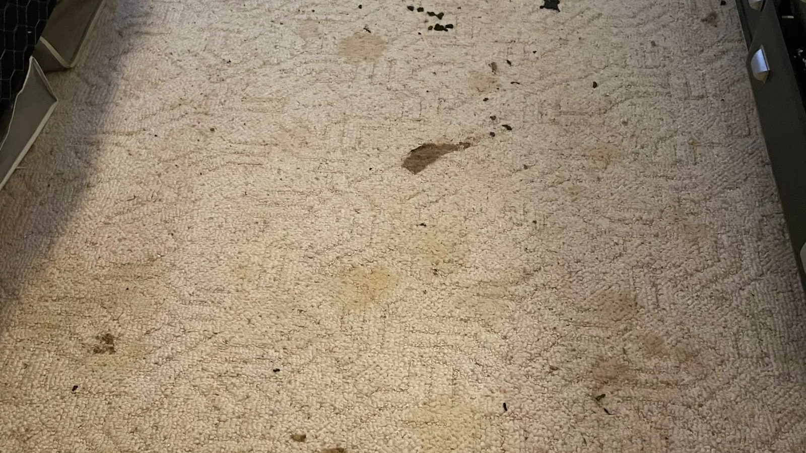 Gallery image 1 — Zerorez Carpet Cleaning