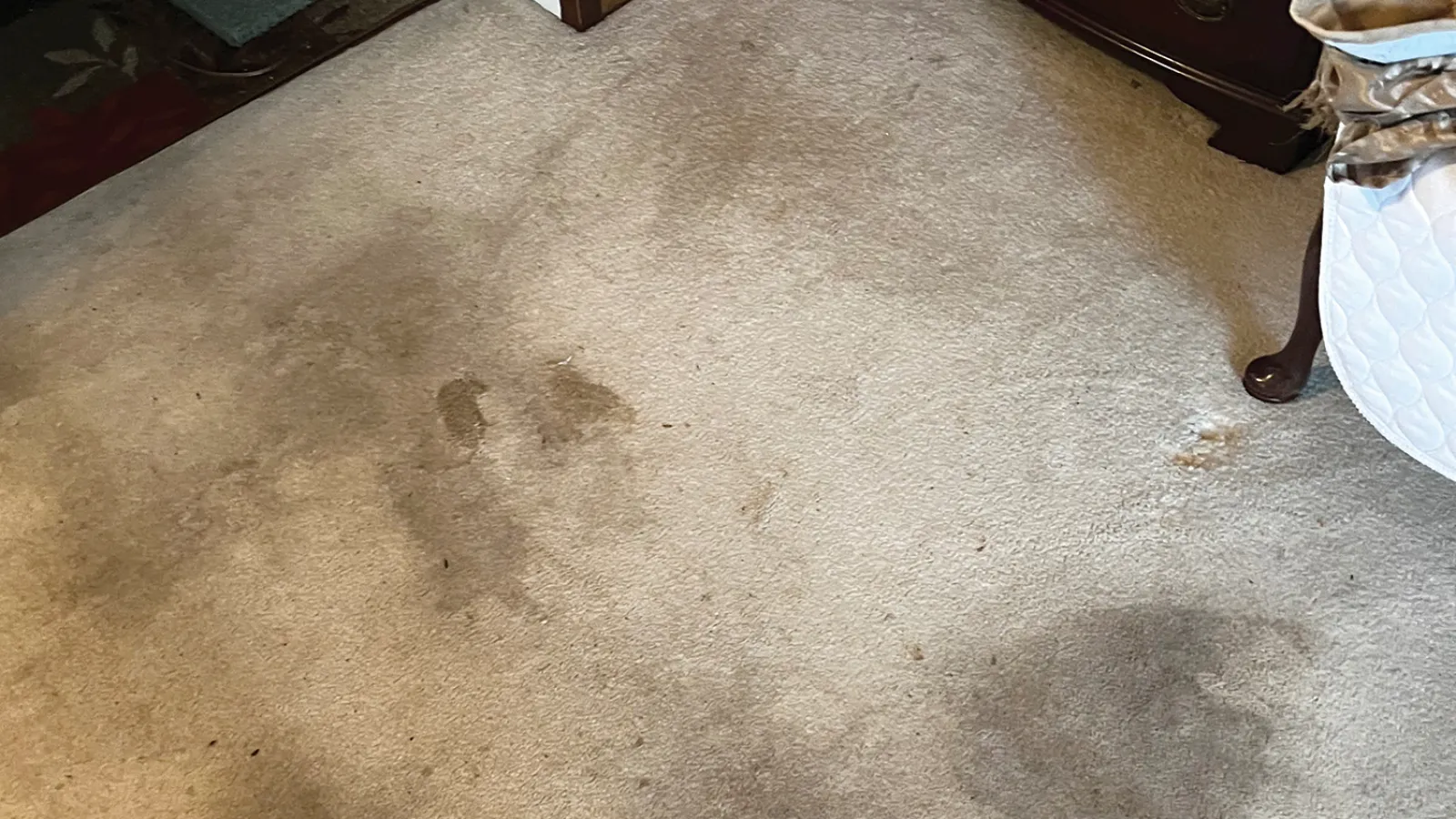 Gallery image 2 — Zerorez Carpet Cleaning