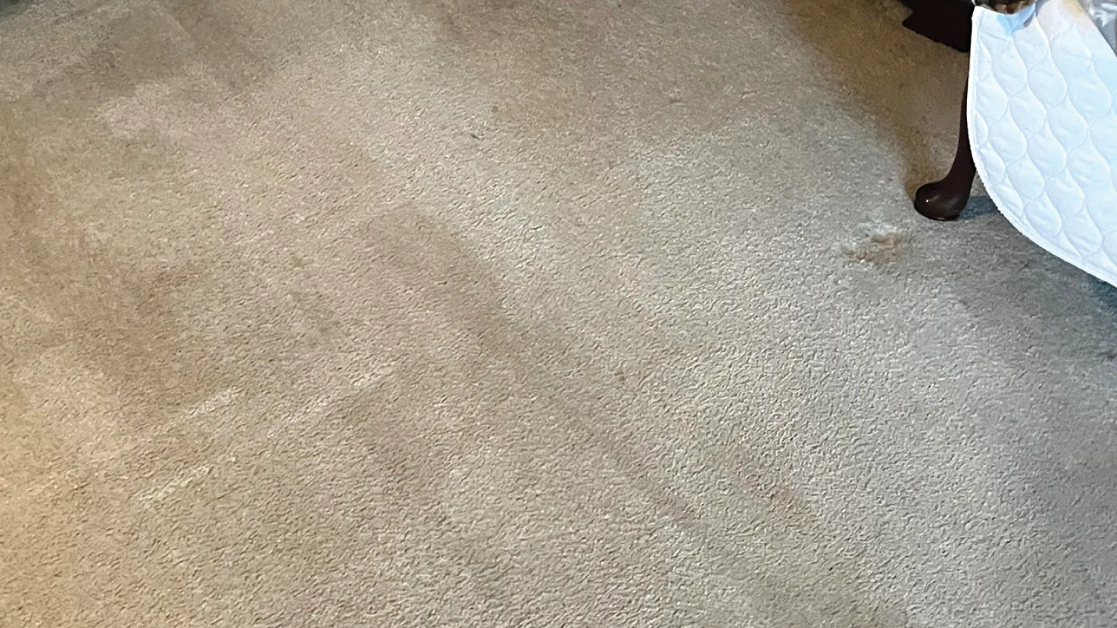 Gallery image 3 — Zerorez Carpet Cleaning