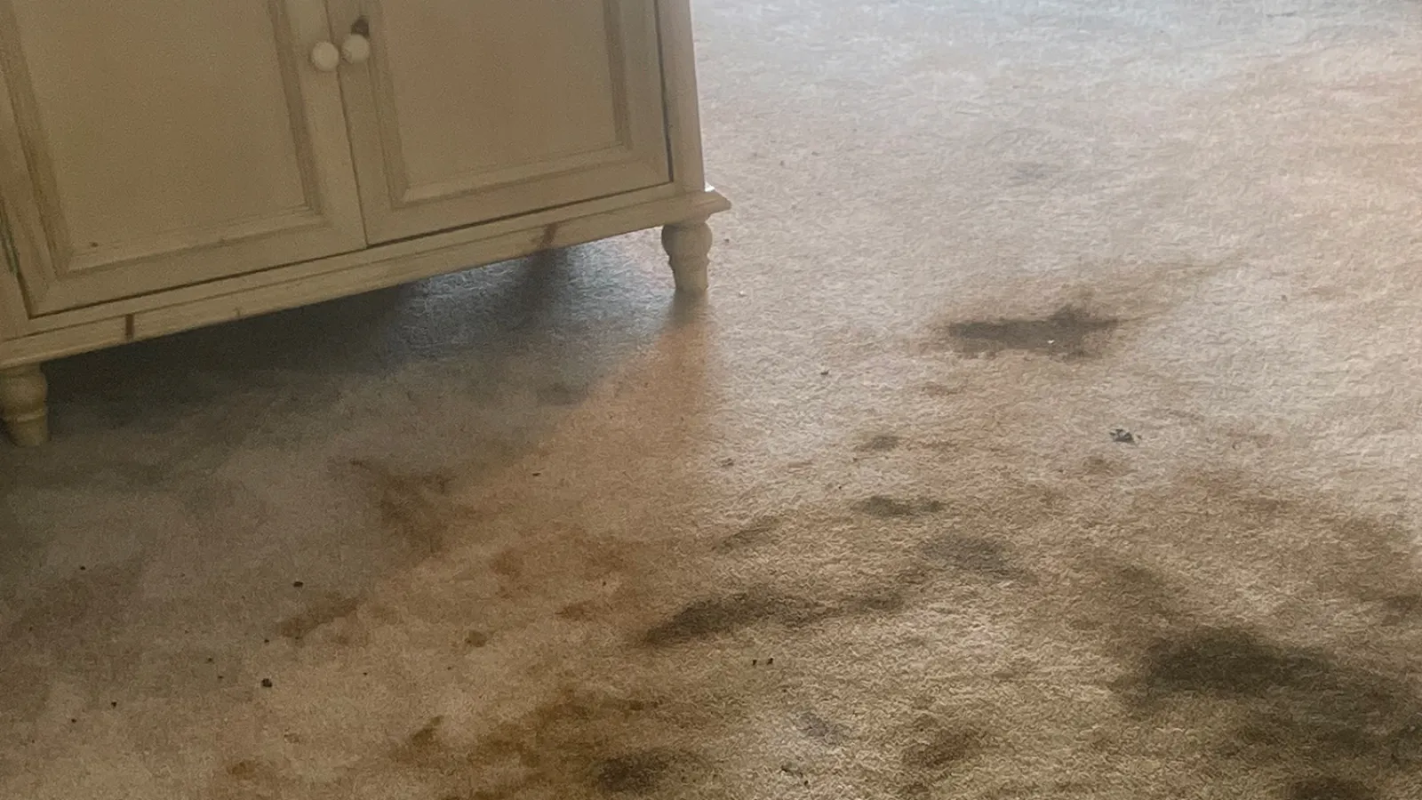 Gallery image 4 — Zerorez Carpet Cleaning