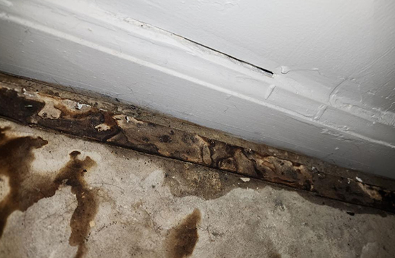 Gallery image 7 — commercial mold removal Florida