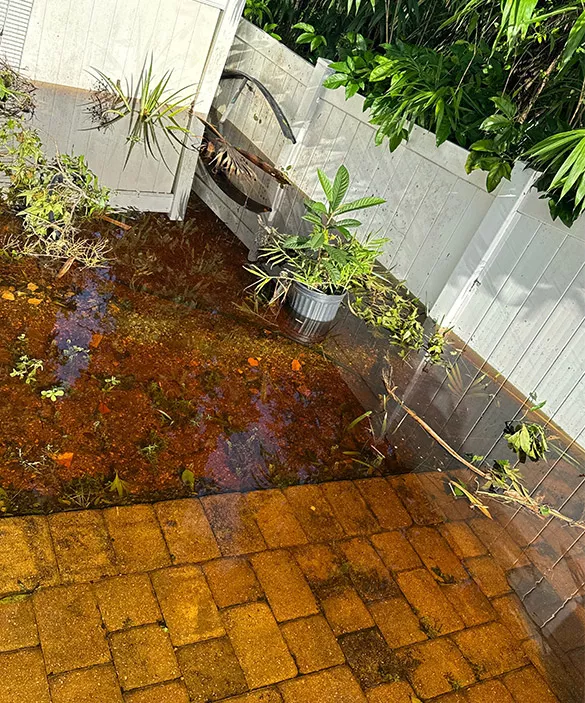 commercial mold removal Florida
