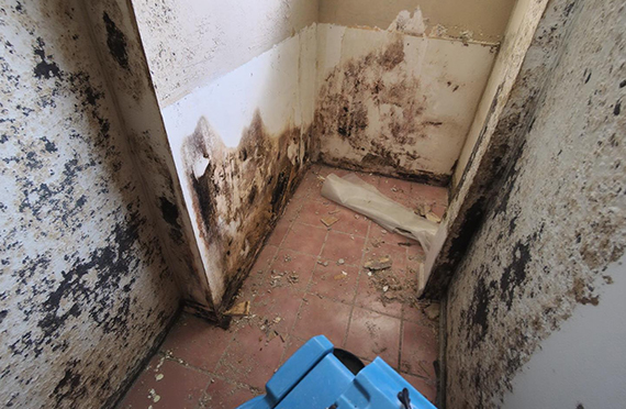 Gallery image 1 — commercial mold removal Florida
