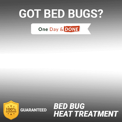 Gallery image 4 — residential bed bug removal Tampa