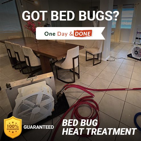 residential bed bug removal Tampa