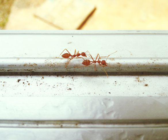 Gallery image 1 — non-toxic flea control near me