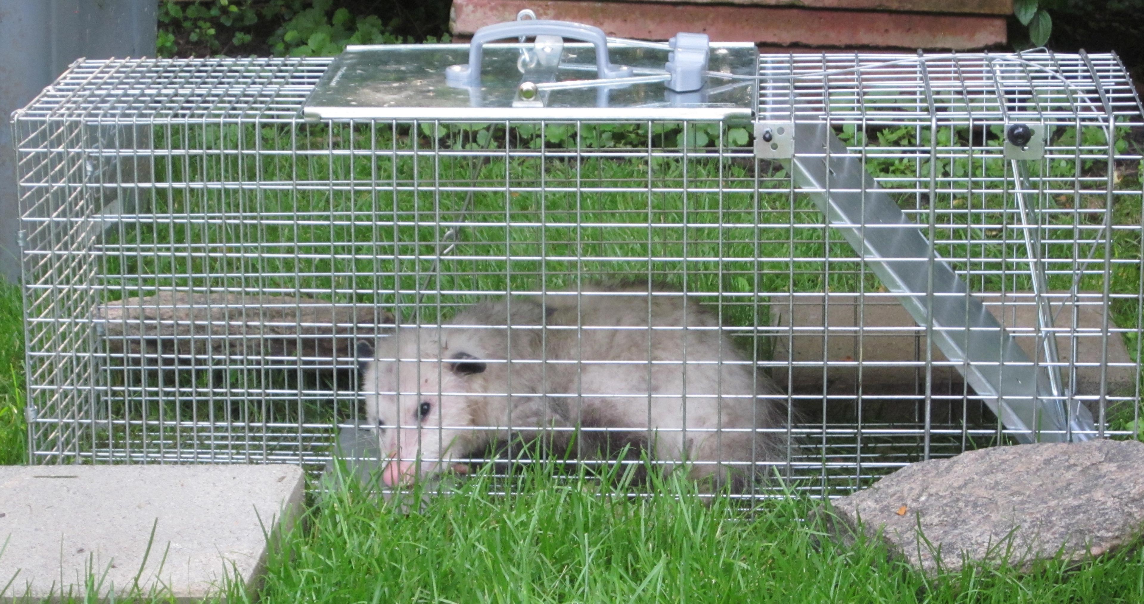 Gallery image 4 — non-toxic flea control near me