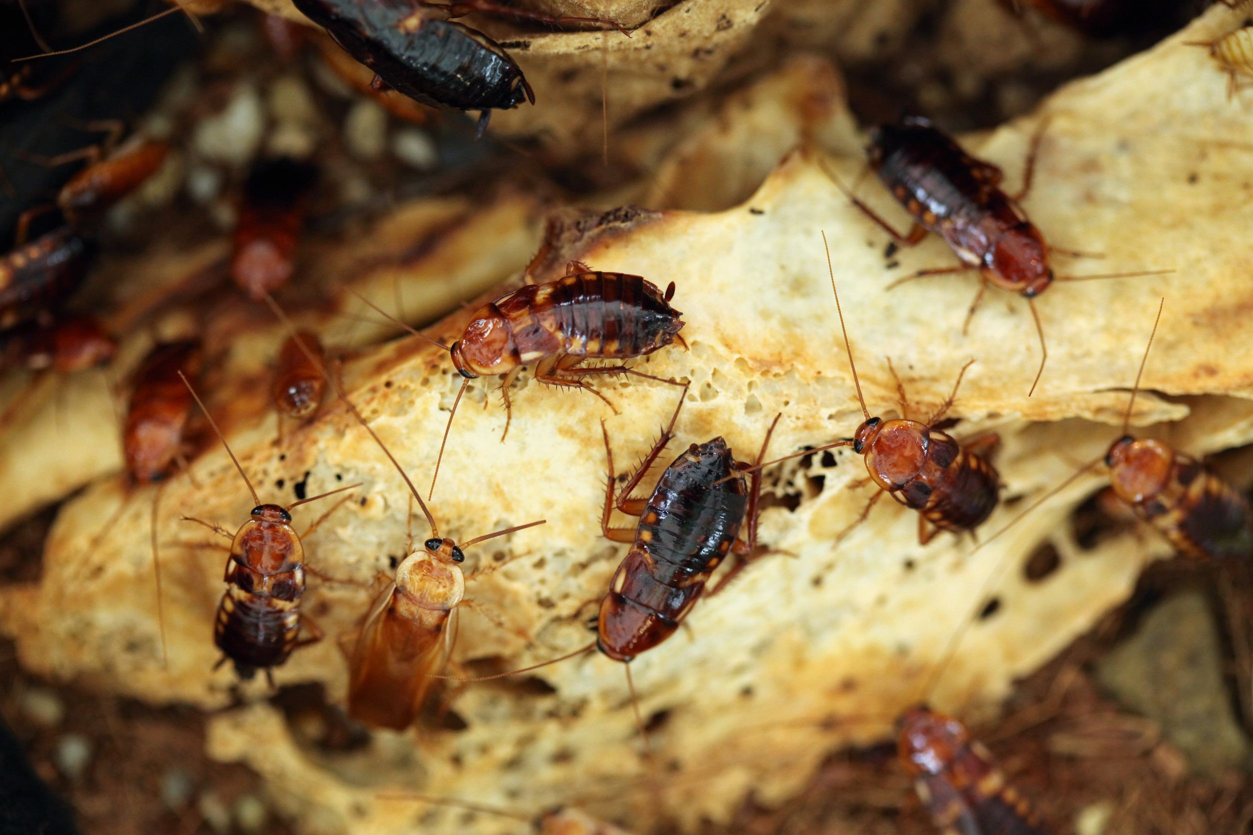 non-toxic flea control near me