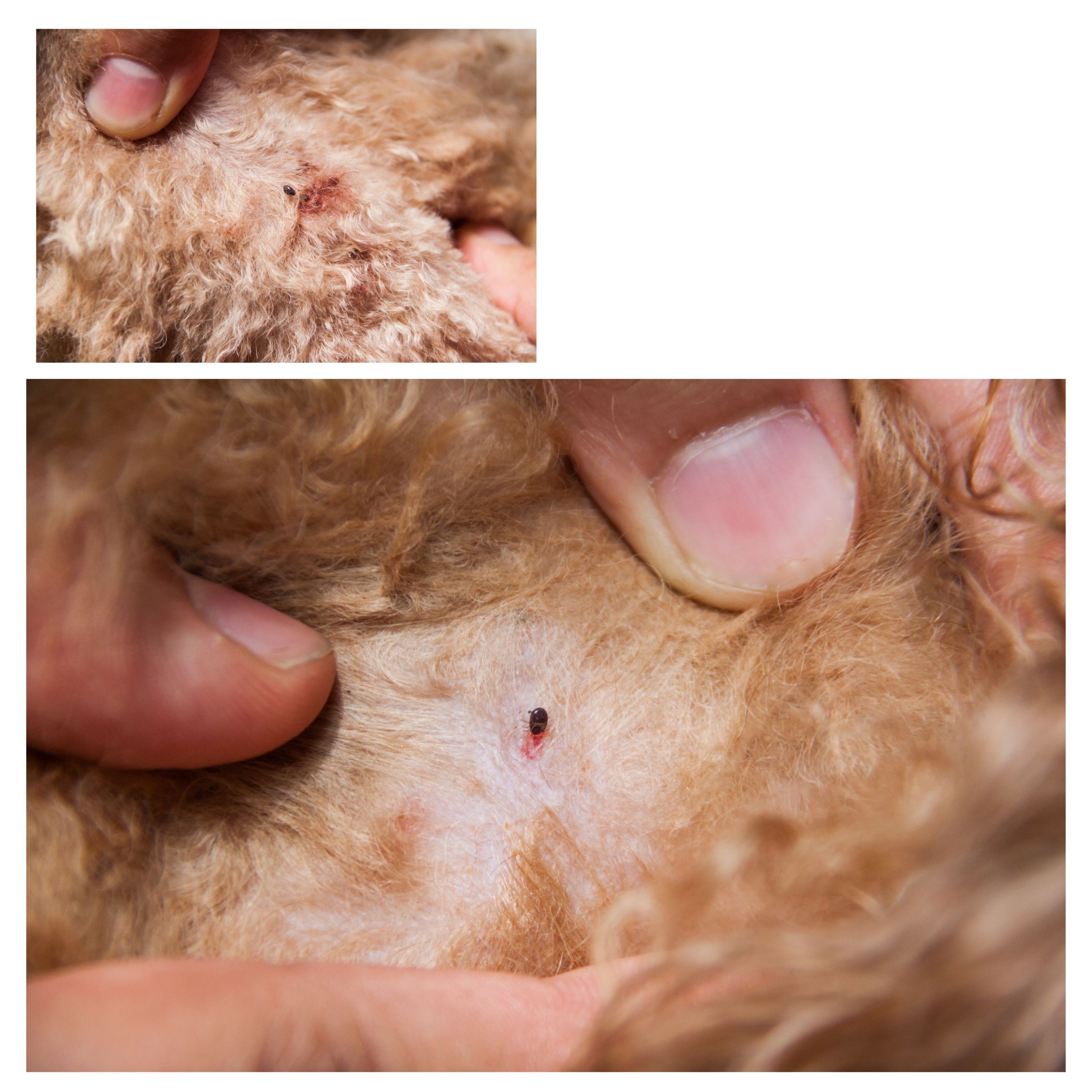 Gallery image 6 — non-toxic flea control near me