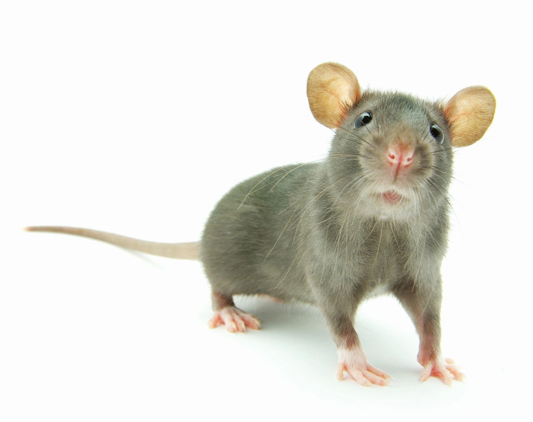 Gallery image 2 — commercial pest control Florida