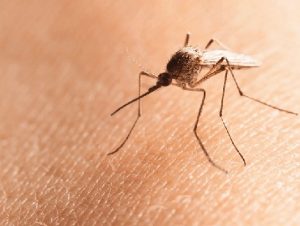 Gallery image 6 — bed bug treatment Tampa