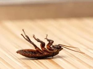 Gallery image 15 — bed bug treatment Tampa
