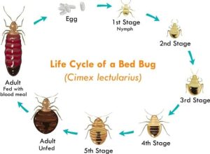 Gallery image 7 — bed bug treatment Tampa