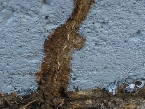 Gallery image 13 — bed bug treatment Tampa