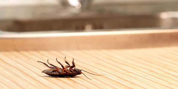 Gallery image 1 — seasonal pest control near me