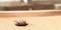 Gallery image 4 — seasonal pest control near me