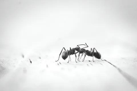 local exterminator Oceanside
