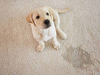 Gallery image 3 — steam carpet cleaning near Henderson