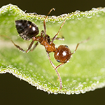 Gallery image 8 — rodent control San Antonio