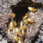 Gallery image 5 — lawn care services Miami