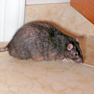 Gallery image 4 — lawn care services Miami