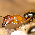 Gallery image 8 — lawn care services Miami