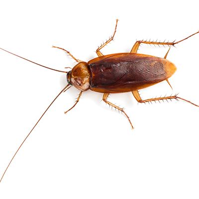 Gallery image 6 — rodent control San Antonio